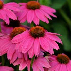 Echinacea Purpurea PowWow Wild Berry