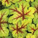 Heuchera Alabama Sunrise ( Foamy Bells)