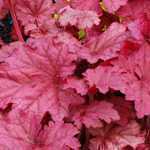 Heuchera Berry Smoothie (Coral Bells)