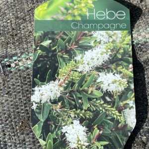 Hebe Champagne