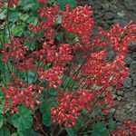 Heuchera Firefly