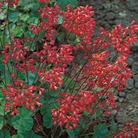Heuchera Firefly