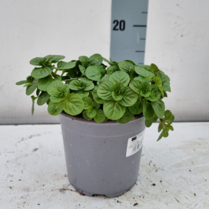 Peppermint (Mentha x piperita) 1L