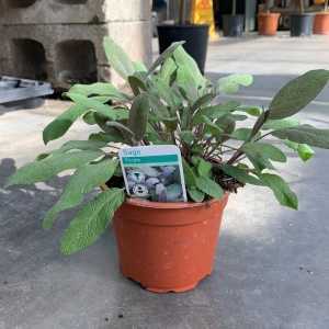 Purple Sage (Salvia officinalis 'Purpurascens') 1L