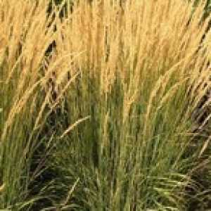 Calamagrostis Acutiflora Karl Foerster