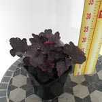 Heuchera Midnight Rose