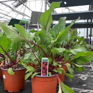Beetroot Plant 1L