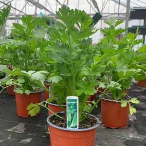 Celery Plant 1L