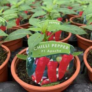 Chilli Pepper F1 