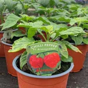 Chilli Pepper 'Armageddon' Plant