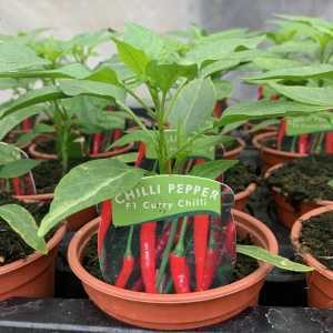 Chilli Pepper F1 'Curry Chilli' Plant
