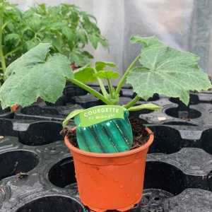 Courgette F1 'Midnight' Plant