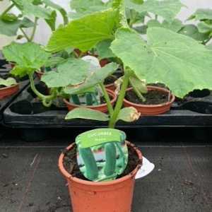 Cucumber 'Hana' Plant