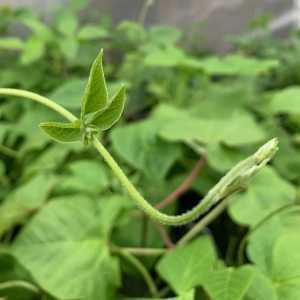 Runner Bean Plant