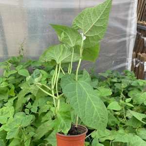 Runner Bean Plant