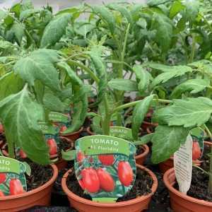 Tomato 