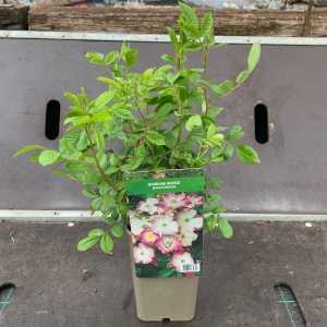 Ballerina Shrub Rose