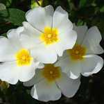 Cistus Salviifolius (Saged Leaf Rockrose)