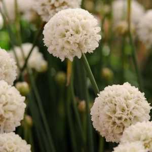 Armeria Ballerina White