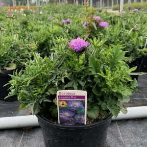 Scabiosa Pink 3L