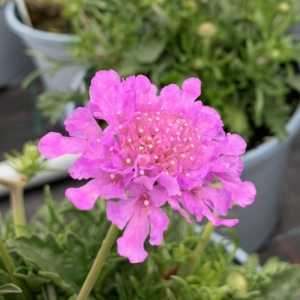 Scabiosa Flutter Rose Pink