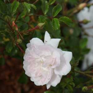 White Fairy Shrub Rose