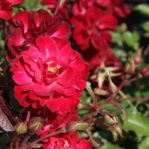 Mystic Fairy Easy Elegance Shrub Rose