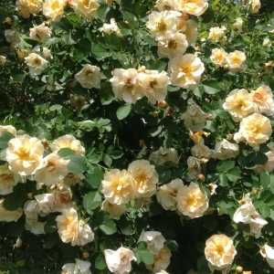 Above and Beyond First Editions Climbing Rose
