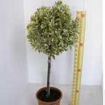 Euonymus Japonicus Aureomarginatus 1/4 Standard 50cm Clear Stem, 30-35cm Head,