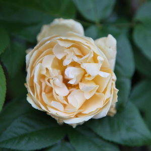 Buff Beauty Shrub Rose