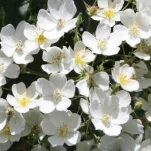 Filipes 'Kiftsgate' Climbing Rose