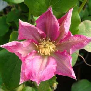 Clematis 'Asao'