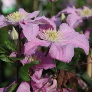 Clematis 'Comtesse de Bouchaud'