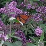 Buddleia Davidii Ile De France (Butterfly Bush)