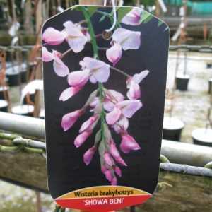 Wisteria brachybotrys Showa-Beni (Silky Wisteria) Trellis Climber 20 Ltr