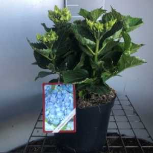 Hydrangea Macrophylla 'Early Blue'