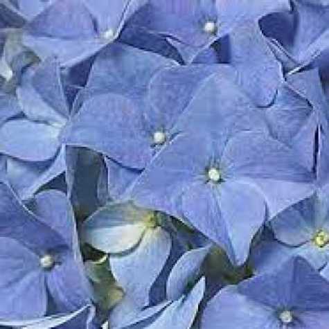 Hydrangea Macrophylla 'Early Blue'