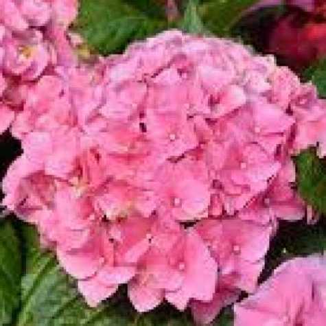 Hydrangea Macrophylla Rose 'Early Pink'