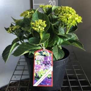 Hydrangea Macrophylla 'Jip Blue'