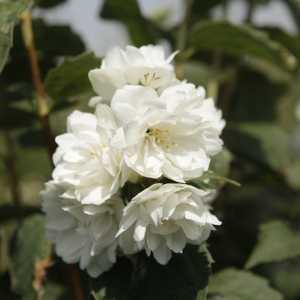 Philadelphus 'Dame Blanche'