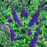 Buddleia Davidii Empire Blue (Butterfly Bush)