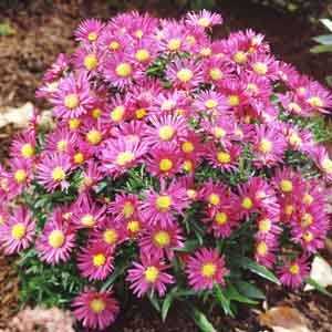 Aster Island Bahamas (Michaelmas Daisy)