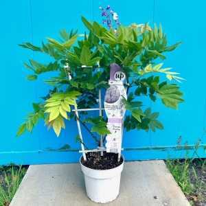 Wisteria Blue Waterfall Trellis Climber