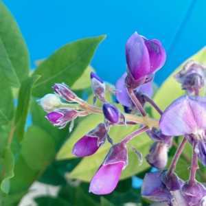 Wisteria Blue Waterfall Trellis Climber