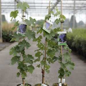 Vitis 'Cabernet Franc' 80-100cm