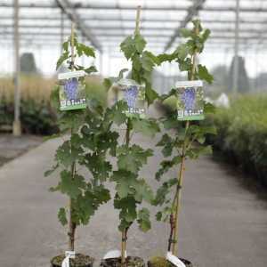 Vitis 'Cabernet Savignon' 80-100cm