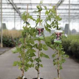 Vitis 'Cardinal' 80-100cm