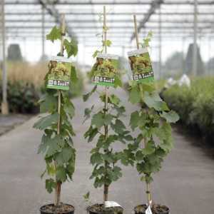 Vitis 'Chardonnay' 80-100cm