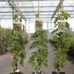 Vitis 'Chasselas Dore' 80-100cm