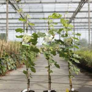 Vitis 'Lakemont' 80-100cm